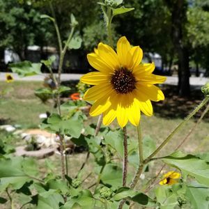 Meet your Posher, Yolanda